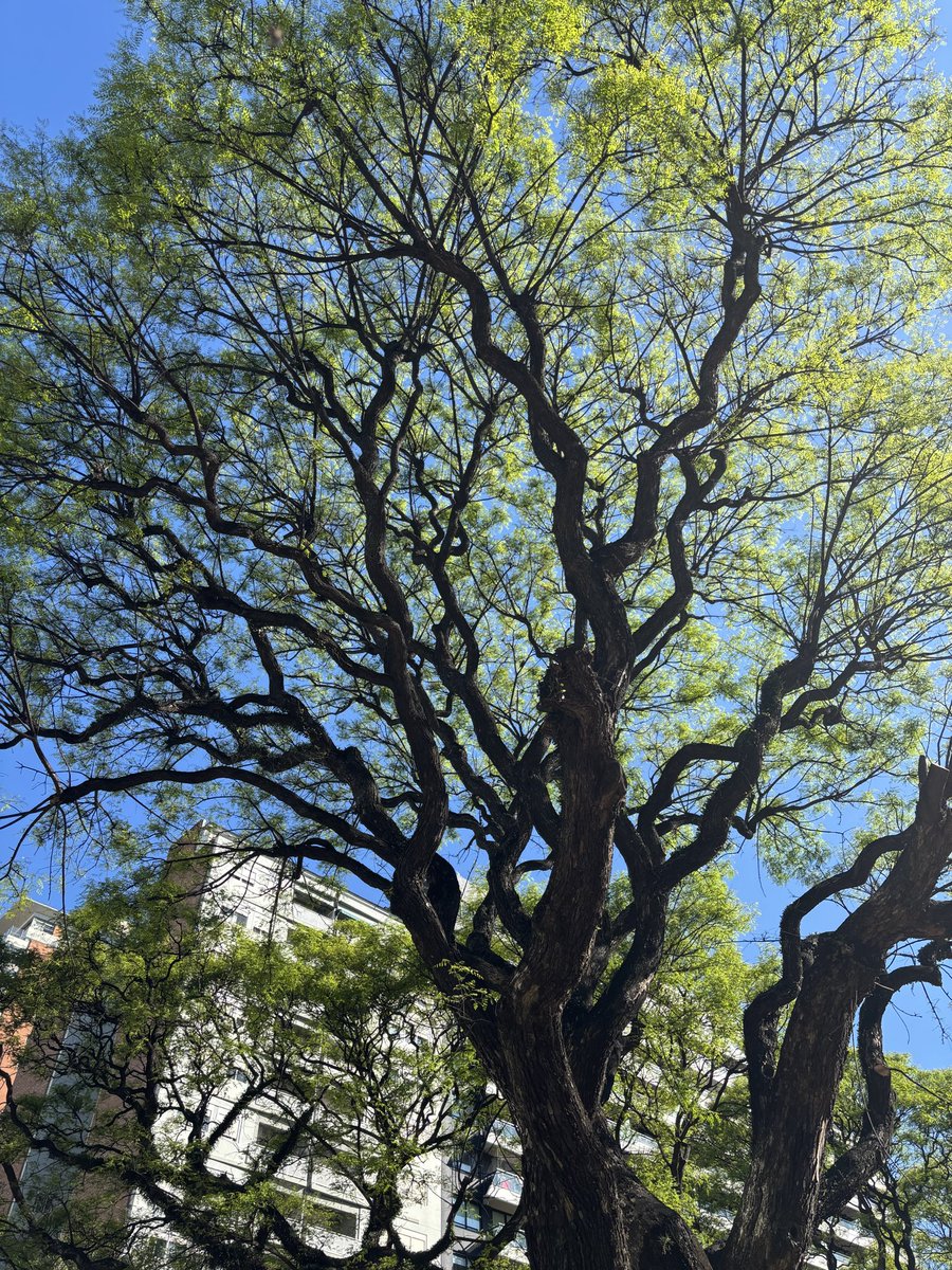 Trees are a luxury we give for granted.