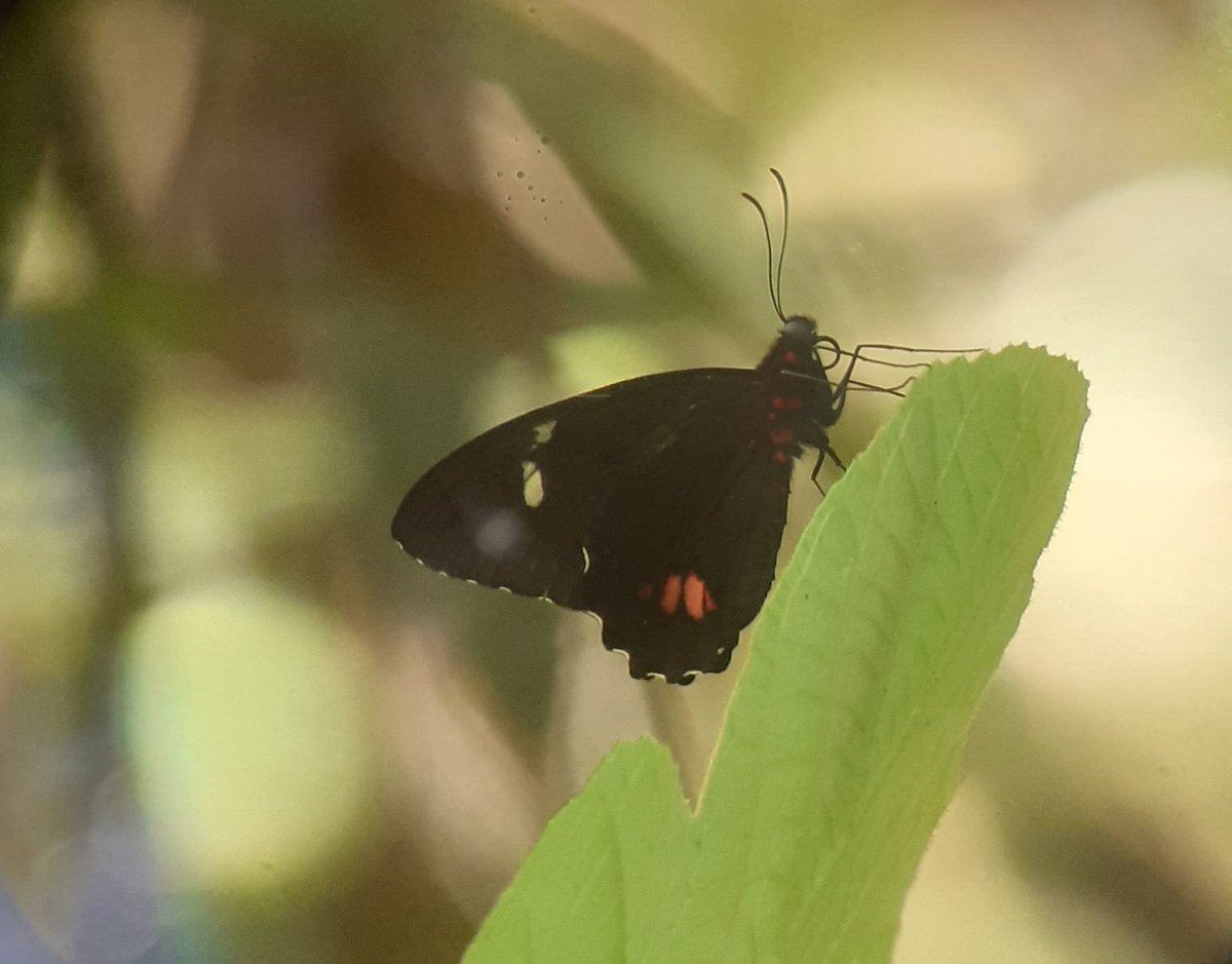 JeremyGaskell's tweet image. Glimpses from a recent trip to Panama principally for butterflies: Black-bellied Anteros (or 'Jewelmark'); Green-celled Cattleheart; a distant view of Panama City's financial quarter; fem. Collared Trogon which reaches the limit of its range on the   central ridge.