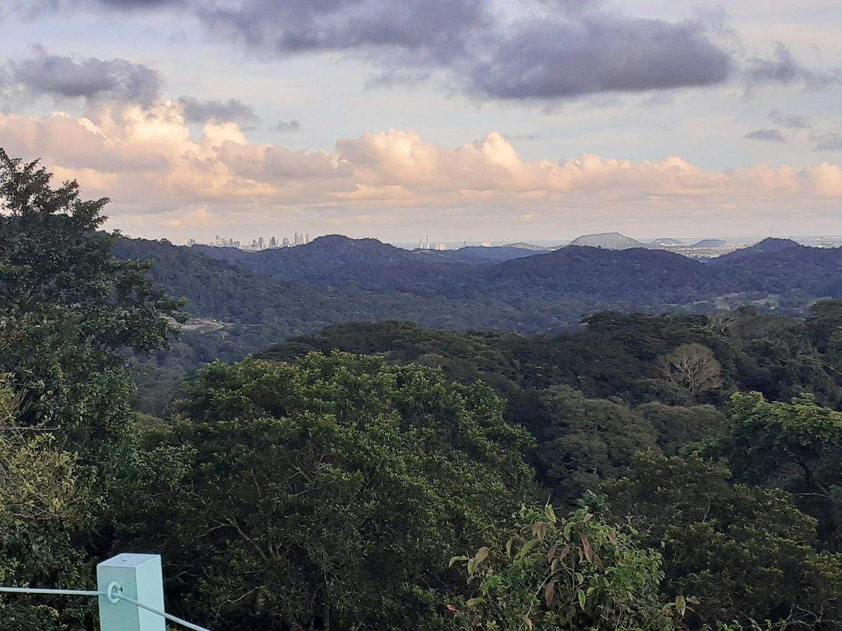 JeremyGaskell's tweet image. Glimpses from a recent trip to Panama principally for butterflies: Black-bellied Anteros (or 'Jewelmark'); Green-celled Cattleheart; a distant view of Panama City's financial quarter; fem. Collared Trogon which reaches the limit of its range on the   central ridge.