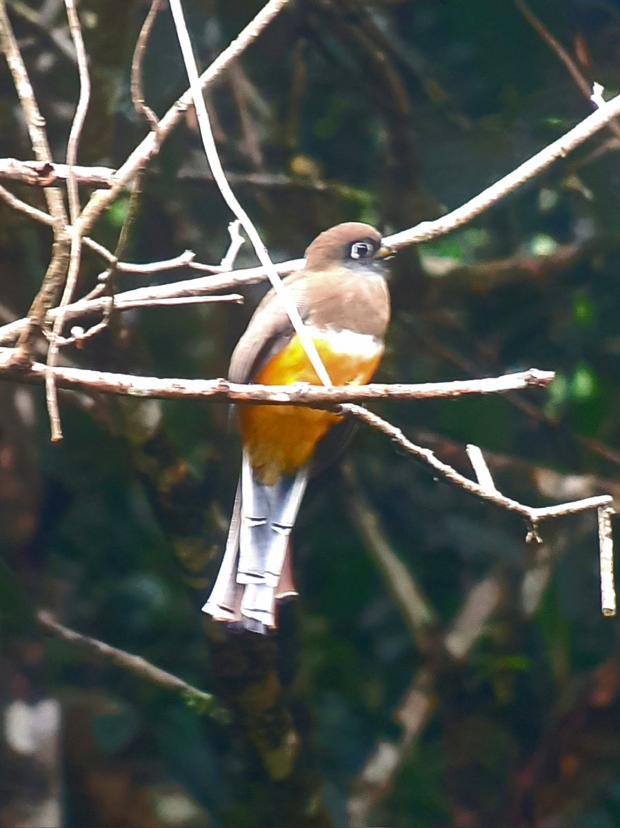JeremyGaskell's tweet image. Glimpses from a recent trip to Panama principally for butterflies: Black-bellied Anteros (or 'Jewelmark'); Green-celled Cattleheart; a distant view of Panama City's financial quarter; fem. Collared Trogon which reaches the limit of its range on the   central ridge.