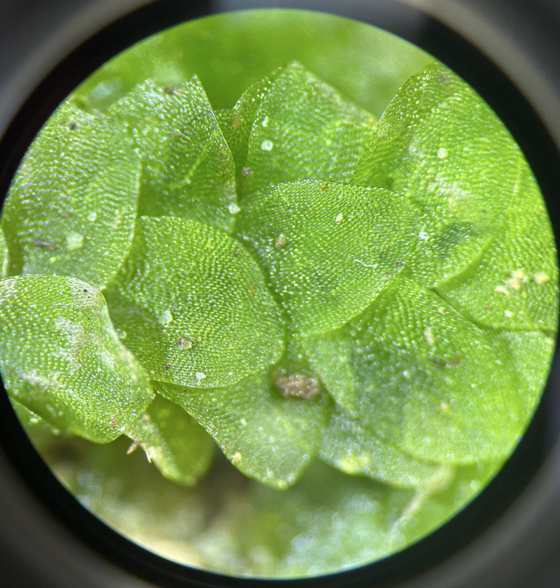 Steph Skipp tweet media