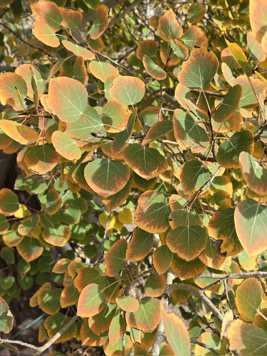 spacecookiemom's tweet image. The aspens in our backyard are taking their own sweet time changing colors this year, but look how gorgeous they are! 
#cowx #fallcolors #ColoradoSprings