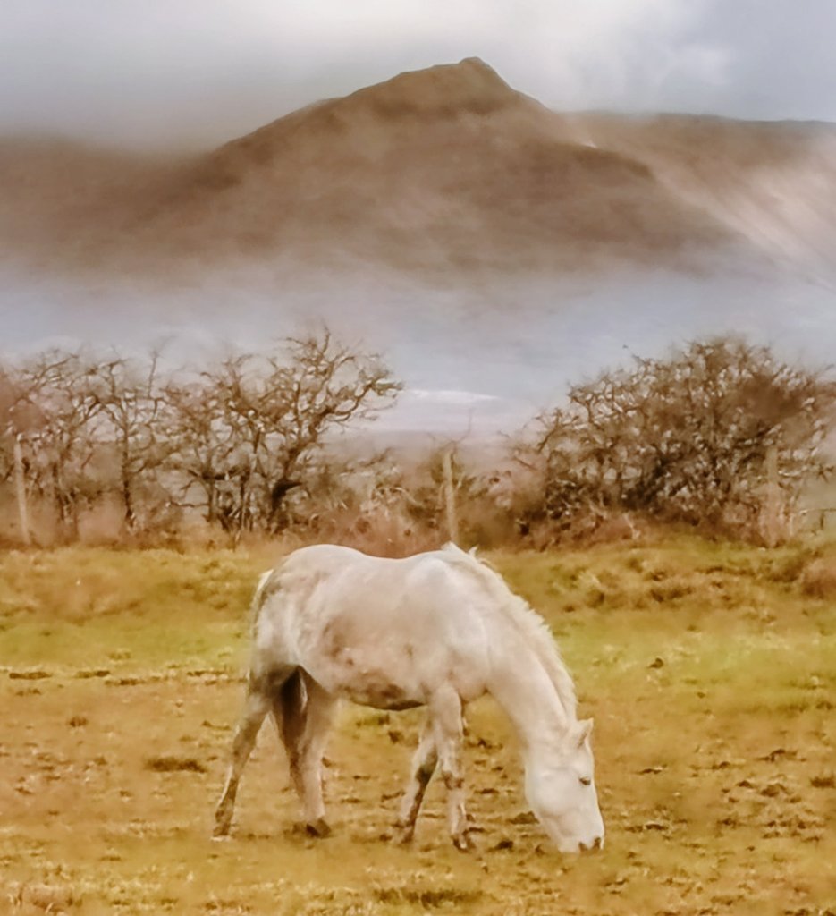 Connemara Pony