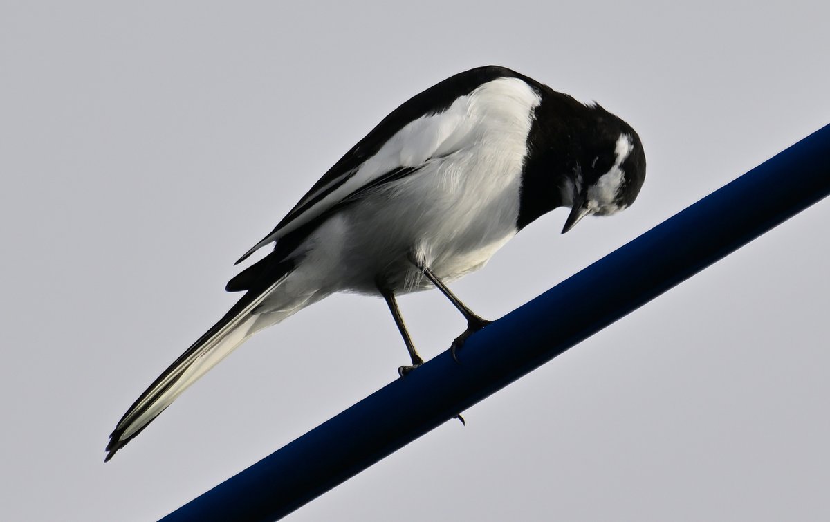 あっちゃん on X