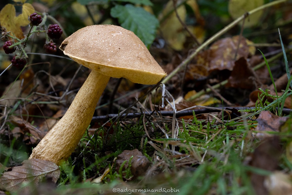 loveday_p's tweet image. The Cep/Penny bun (Boletus edulis) in Comer Woods @BBCSpringwatch @WildlifeTrusts #mushrooms #mushroomhunting #mushroomlove #mushroomlover #mushroomphotography #fungi #fungiphotography #fungilove #autumn #autumnvibes #inthewoods @nationaltrust