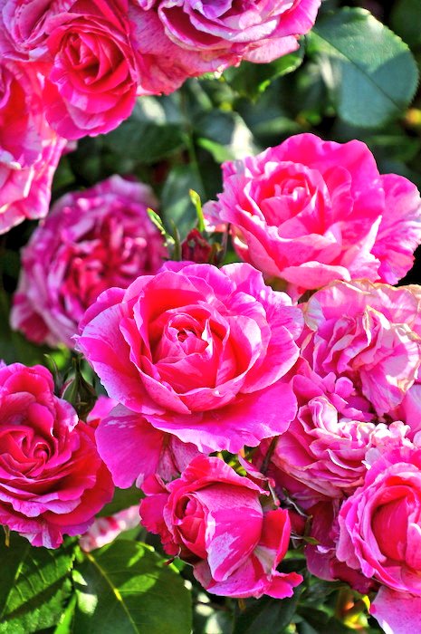 🍒✨のん✨🍒のんちゃん❤︎ポスト📮見てね🍀 on X