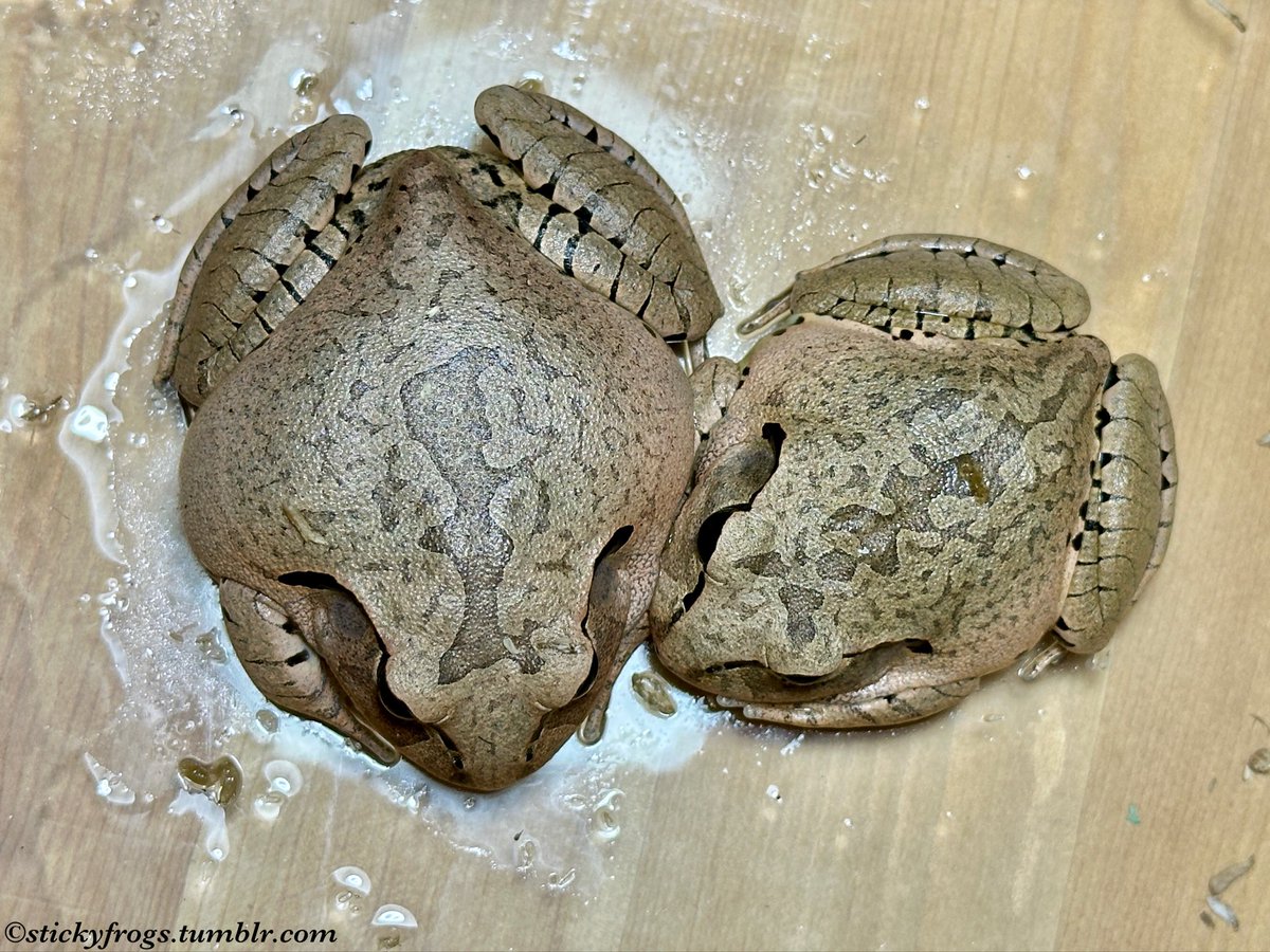 Beverley and Trevor share a Spherical Update!