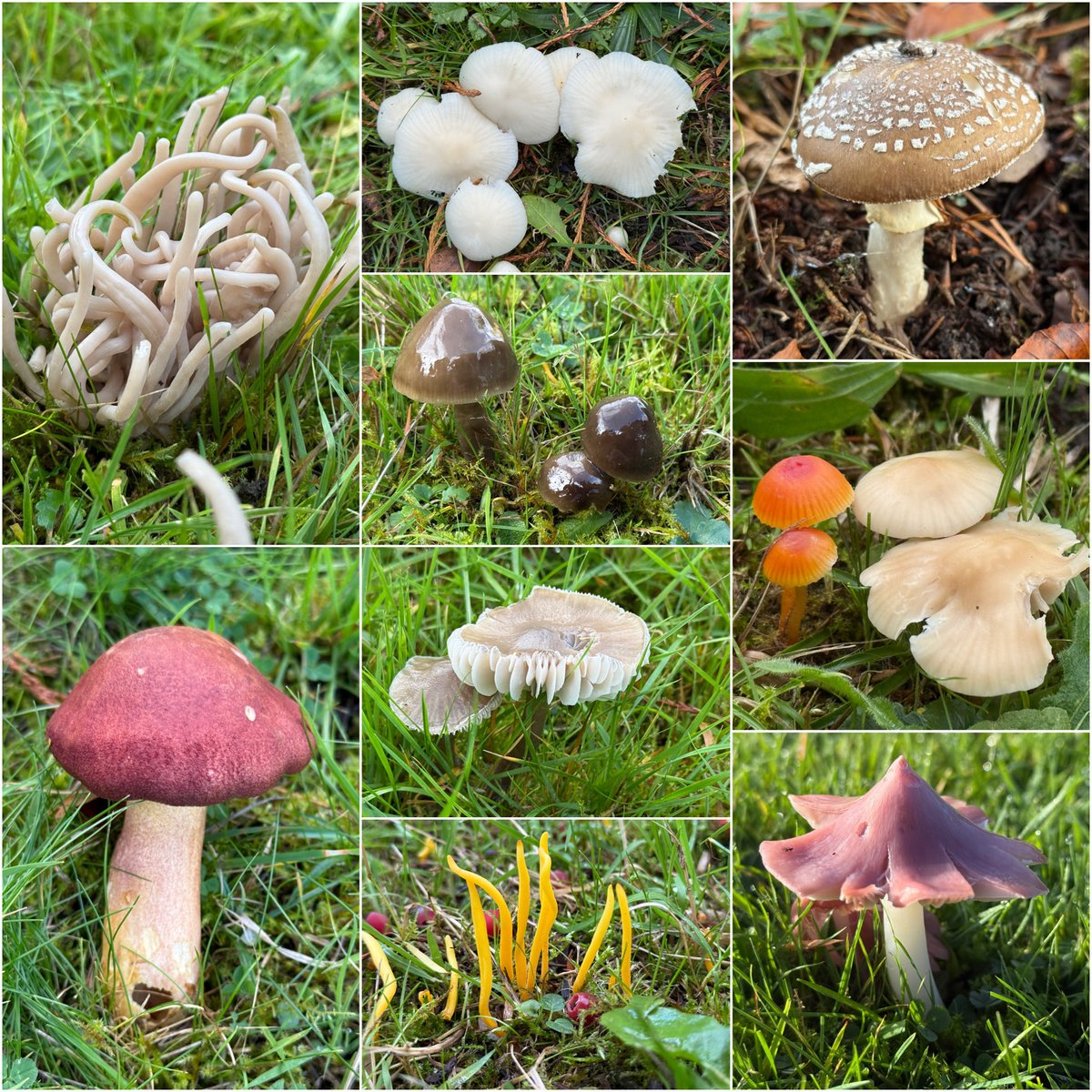 thenewgalaxy's tweet photo. Enjoying a long weekend away in the Derby Dales and taking plenty of opportunities to check out the Grassland #Fungi round here! #Waxcaps and Spindles galore, and many other #chegd beauties too #WildFungiHour https://t.co/AAt0xmcQ39