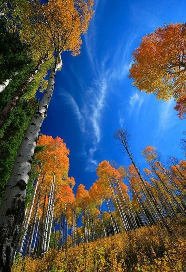 لو أصغت الطبيعة إلى مواعظنا في القناعة لما جرى فيها نهر إلى البحر و لما تحول شتاء إلى ربيع🌿💚
جبران خليل جبران