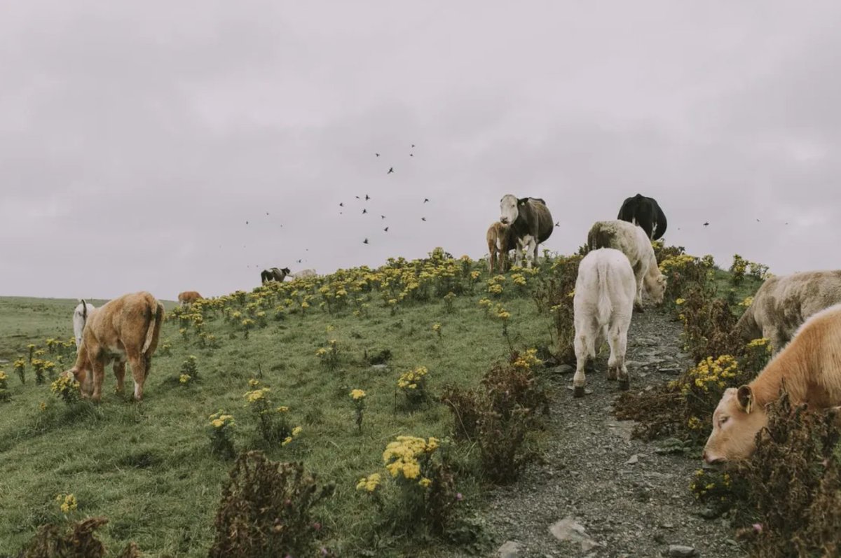 #SabíasQue

En 1950, #Gabo publicó en El Heraldo una columna sobre el arte de inventar un personaje.

🐄 En el texto, lo que empezó con una imagen de una muchacha que ordeñaba vacas, terminó siendo una vida completa.

Descúbrelo aquí: centrogabo.org/gabo/contemos-…