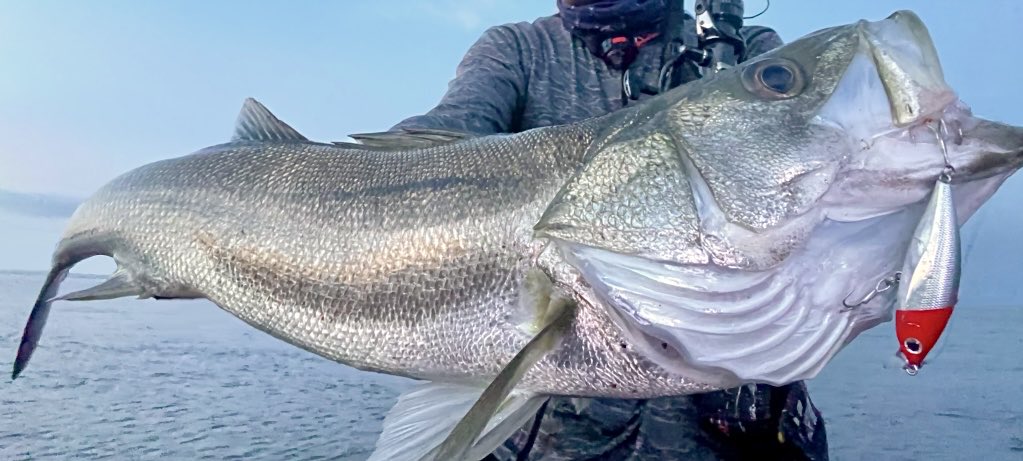 しんたろー on X