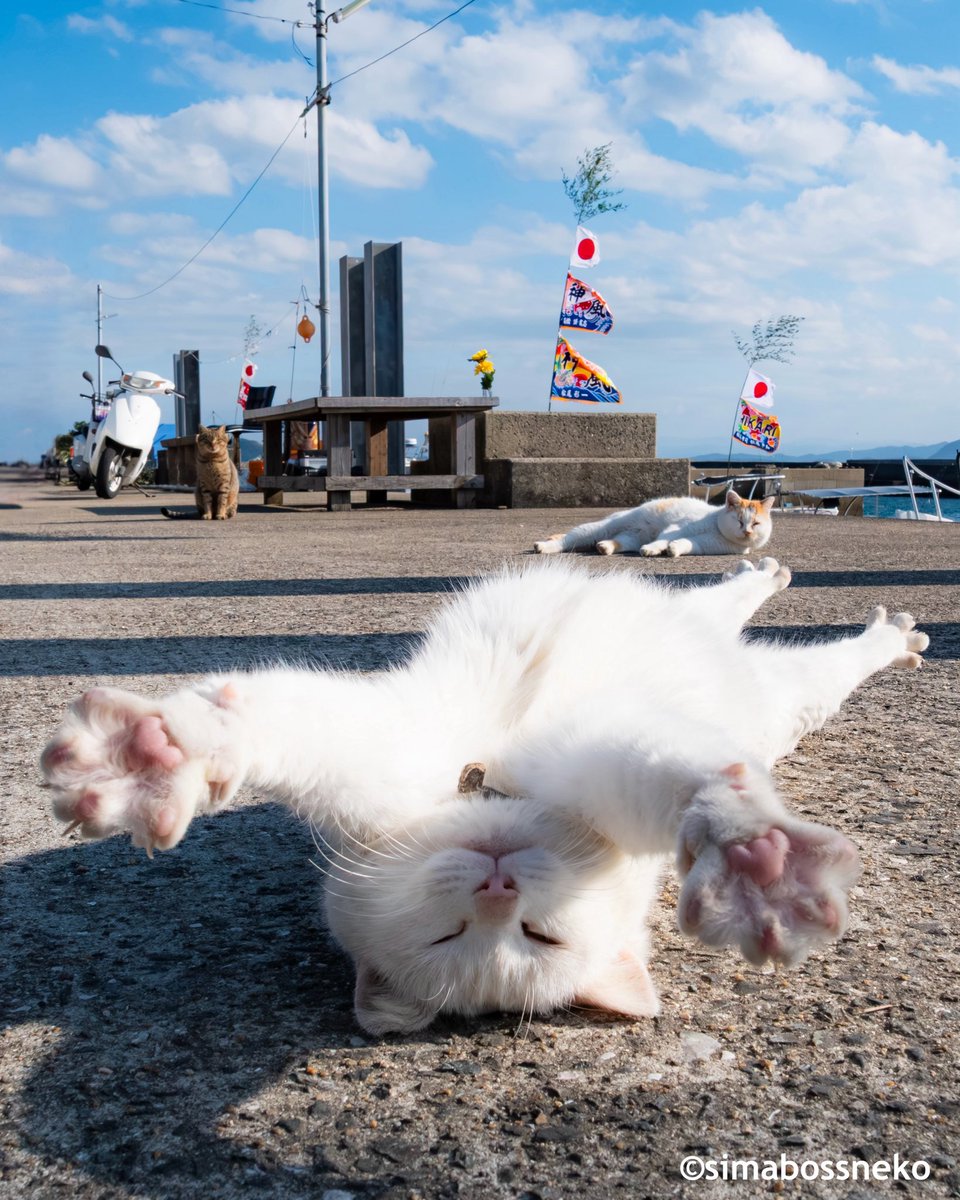 にゃんこ島 にゃんこ ほしの島のにゃんこ - Google Play のアプリ