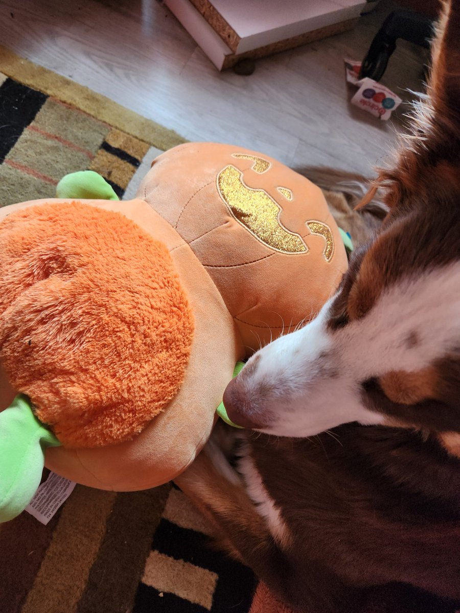 cassiecatnip's tweet image. I love thrifting spooky toys for my boiz ^-^