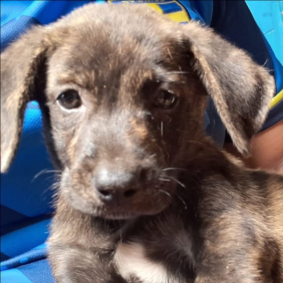 caninos911's tweet image. ‼️🐾EN ADOPCIÓN🐾‼️
Hermosos cachorritos cruza de labrador en busca de una familia responsable. 

Adopciones WhatsApp: 
993 194 0616 

Fomentemos el amor, el respeto y el cuidado hacia nuestros compañeros de vida.
#Caninos911 #Refugio #Dogs #PorUnTabascoLibreDeCrueldadAnimal