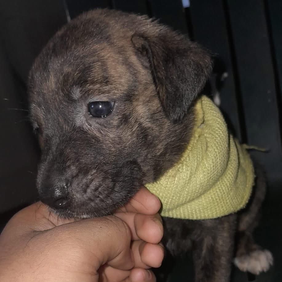 caninos911's tweet image. ‼️🐾EN ADOPCIÓN🐾‼️
Hermosos cachorritos cruza de labrador en busca de una familia responsable. 

Adopciones WhatsApp: 
993 194 0616 

Fomentemos el amor, el respeto y el cuidado hacia nuestros compañeros de vida.
#Caninos911 #Refugio #Dogs #PorUnTabascoLibreDeCrueldadAnimal