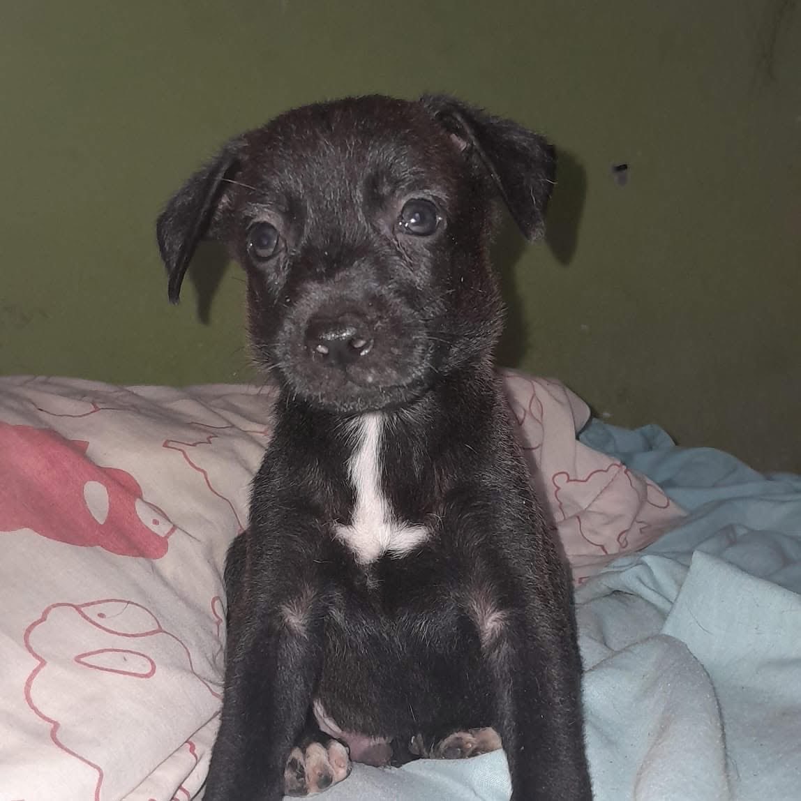 caninos911's tweet image. ‼️🐾EN ADOPCIÓN🐾‼️
Hermosos cachorritos cruza de labrador en busca de una familia responsable. 

Adopciones WhatsApp: 
993 194 0616 

Fomentemos el amor, el respeto y el cuidado hacia nuestros compañeros de vida.
#Caninos911 #Refugio #Dogs #PorUnTabascoLibreDeCrueldadAnimal