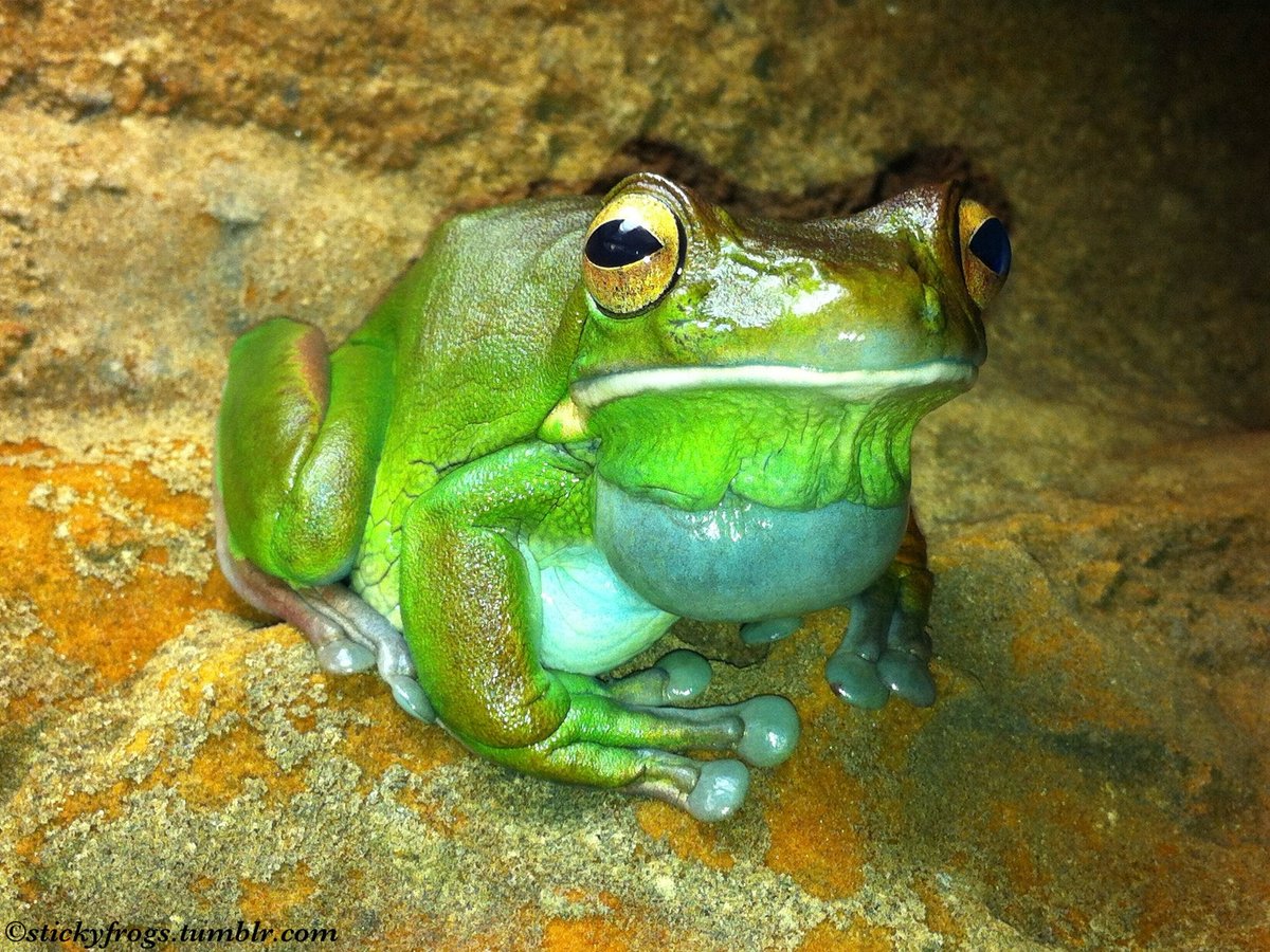 Tonight Long Frog has Yelled Very Excellently to defeat Hairdryer!