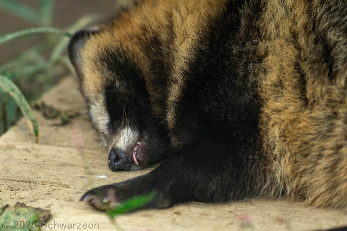 もっち狸 (@tanunomofu3) / Posts / X