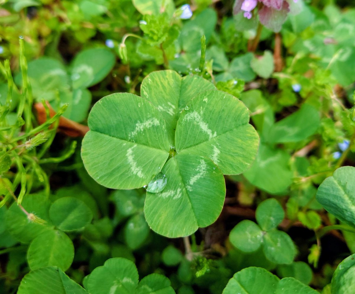 ハルページ LEDヘッドライトバルブ T19 P15D-25-1 12V7/6W 6000k バイク