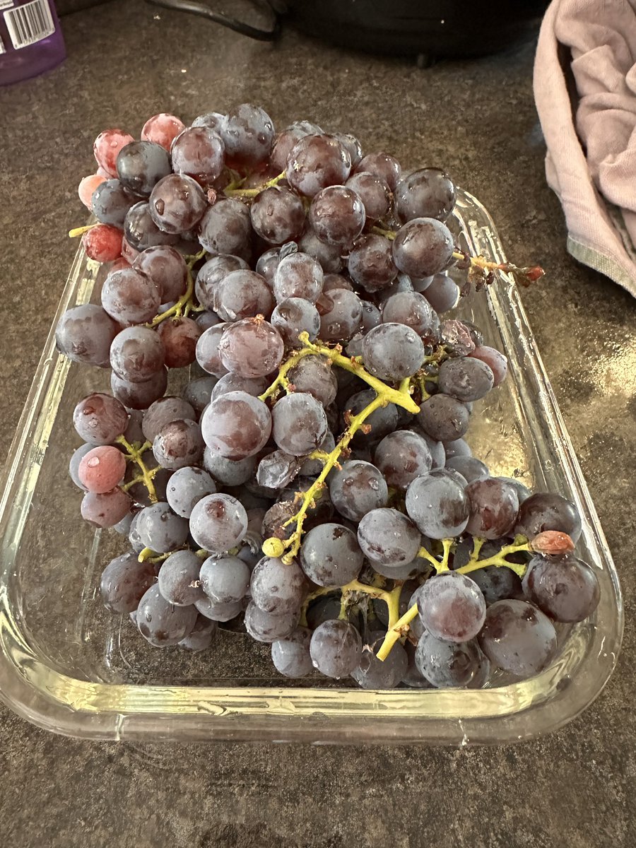 Nest harvest is grapes now made into delicious juice. Didn’t use my feet. #countrylife #harvest #polytunnel