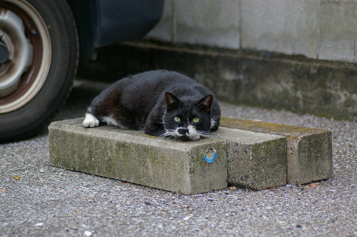 おはよう月曜日