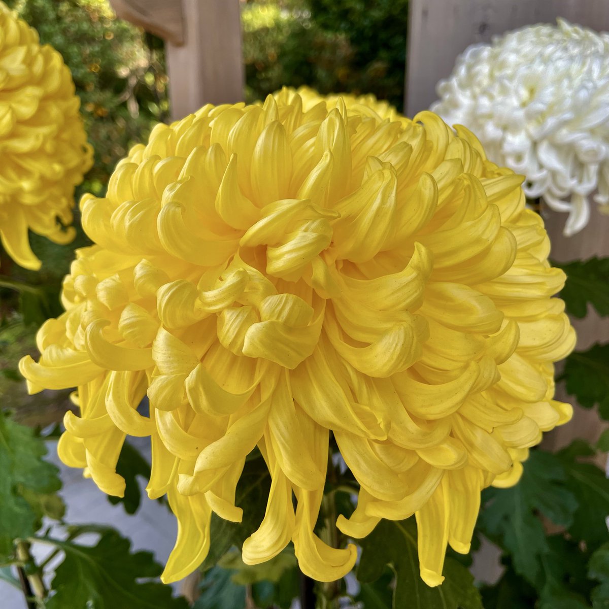 ゆう爺ちゃん on X