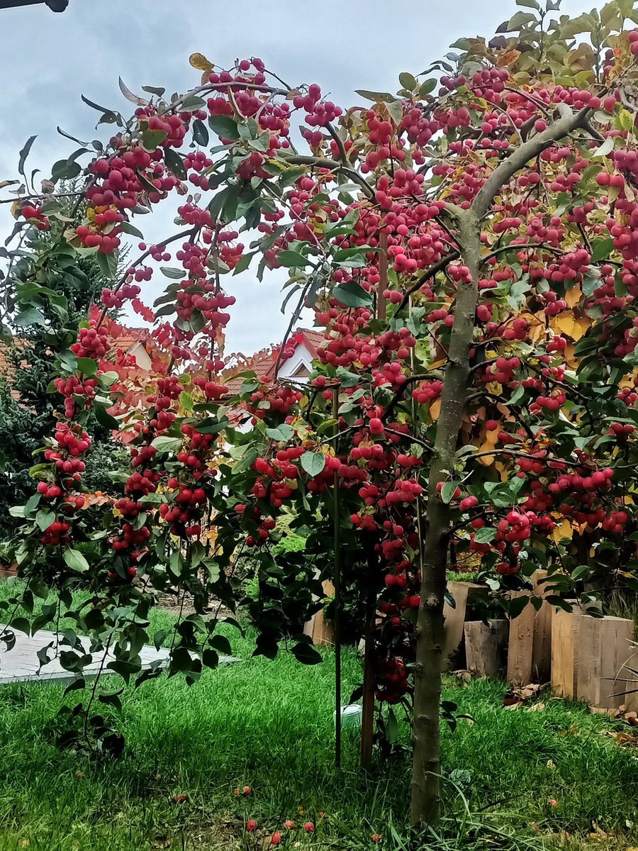 Rajskie jabłuszka. Przepiękne.