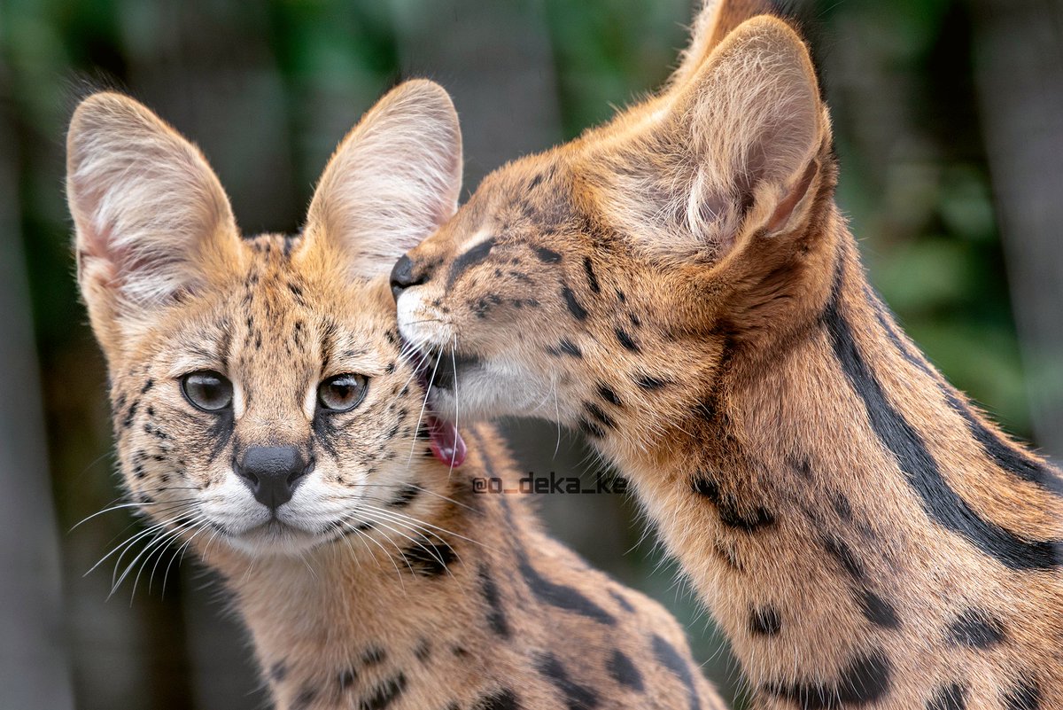 Serval Every Hour! (@servaleveryhr) on Twitter photo 