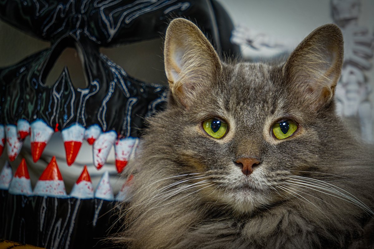 Mason Zaccarine tweet media