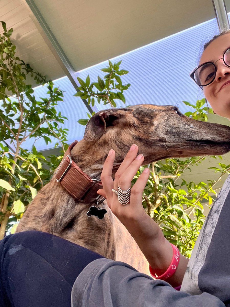 Fausto en adopción 🐶
Cariñoso, noble y tranquilo. Le encanta estar con gente y sueña con una familia que le dé el amor que merece 🏡❤️
📌 Protocolo: bit.ly/ProtocoloAdopc…
📲 WhatsApp (solo mensajes): 621260314
📍Adopciones en Sueca, València
