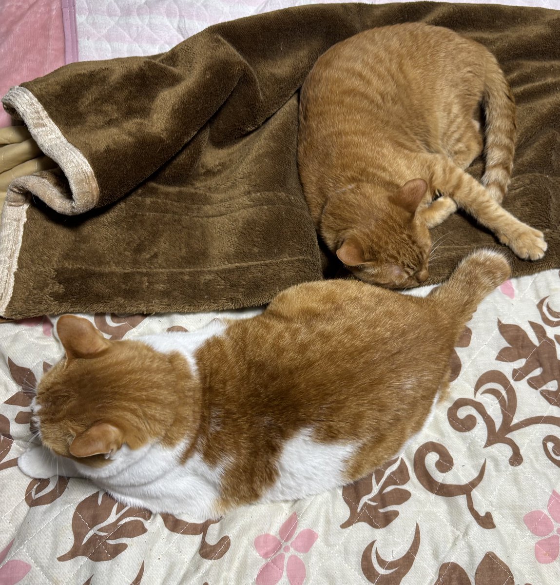 皆さんおはようございます🍀
月曜日になりました😅

土日連休でゆっくり過ごしたので今週も頑張って行きます💪

笑顔と有難うで宜しくお願いします🐾🎶🐈🐈‍⬛🐈✨🍀🙇🏻
#猫好きさんと繋がりたい
#猫のいる暮らし