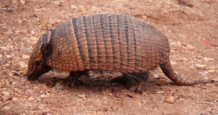 peba, boy eu posso tá a 15 dias sem comer, em profundo estado de desnutrição, mas nada, NADA, me faria por esse bicho na boca