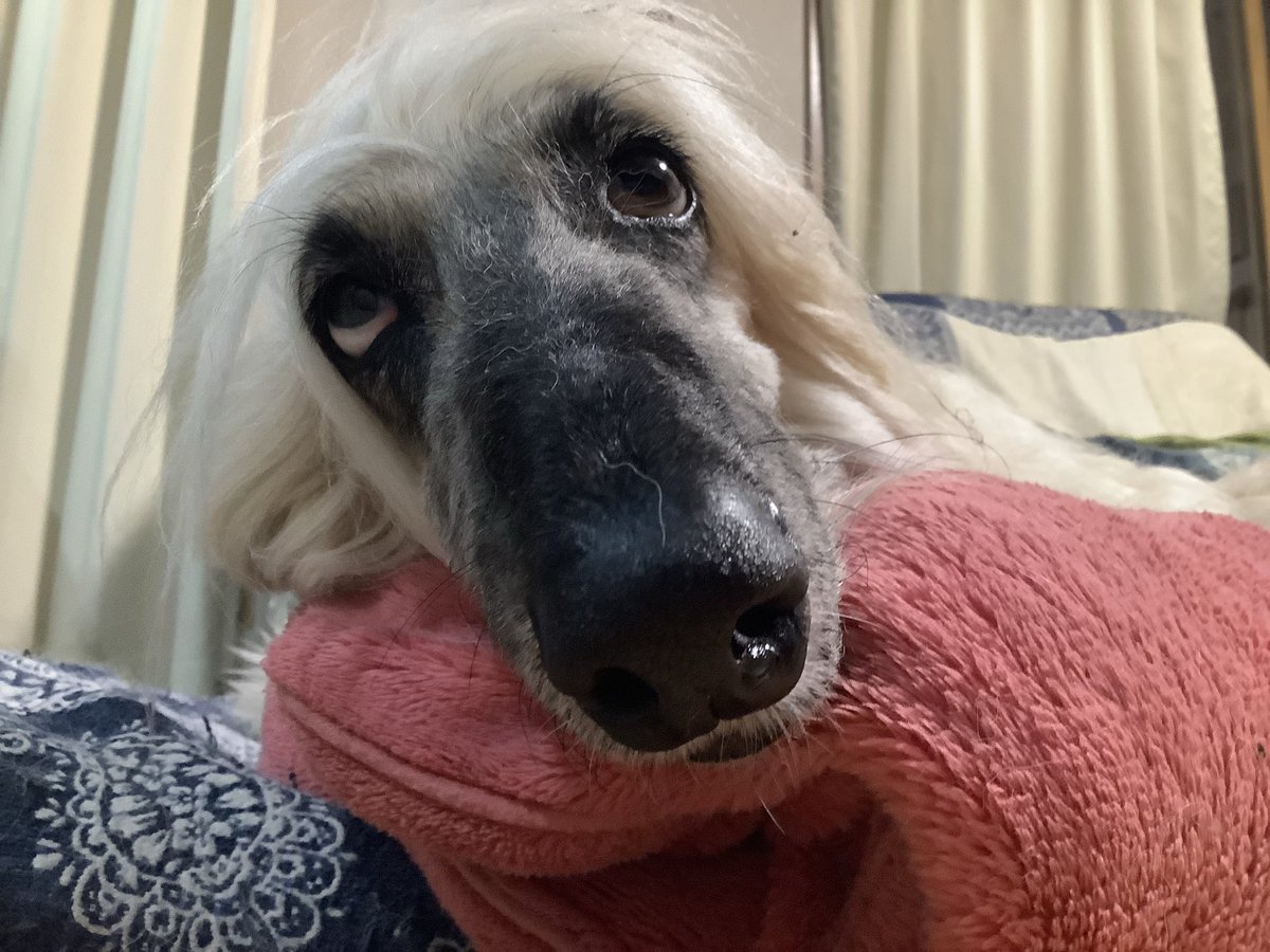 satsuki イラスト white dog SPY X FAMILY Anime Official Guidebook:MISSION REPORT: 221001