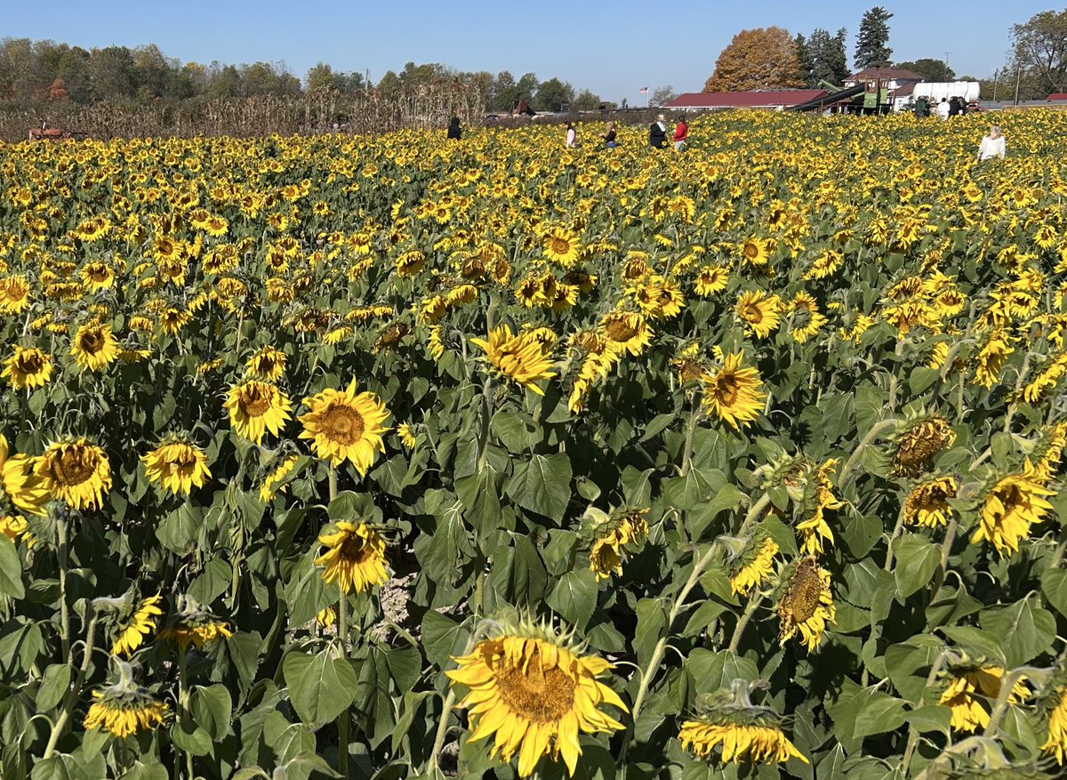 BallStateSAAC's tweet image. Fun fall afternoon at Jacob’s Family Orchard with student-athletes from @BallStateFH and @BallStateSwim! 🍎🎃🚜