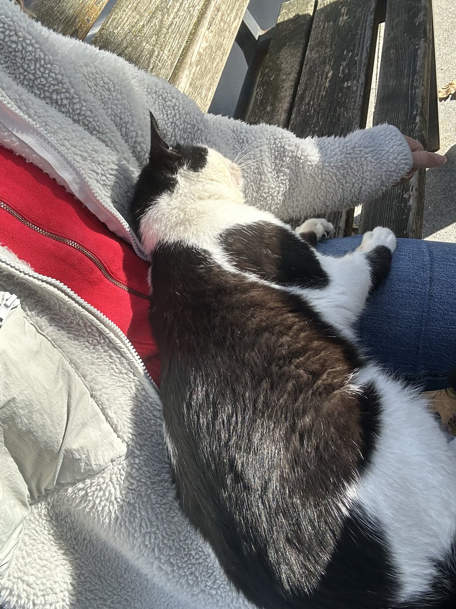 Burada birazcık yatabilir miyim?  dedi 😻