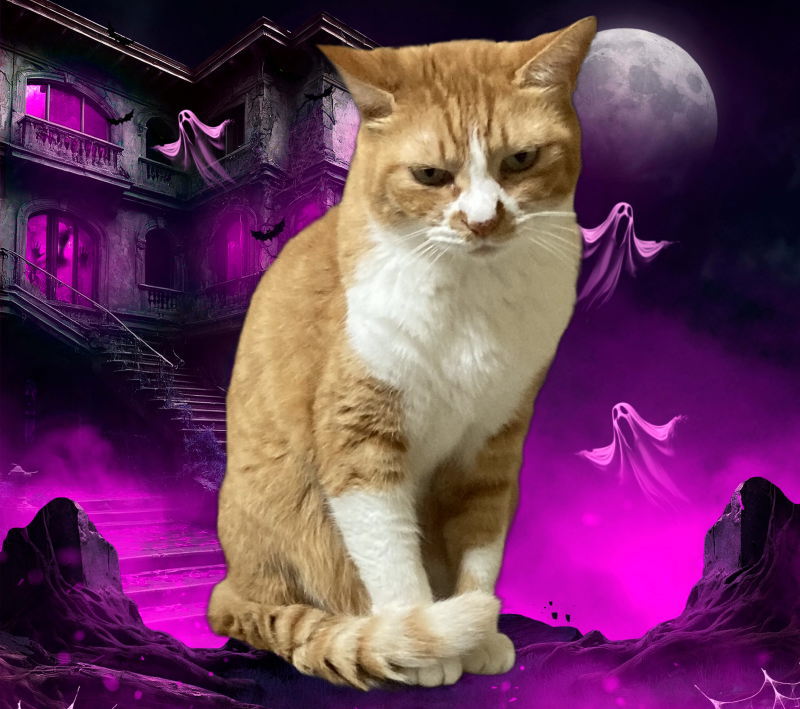 【猫ちゃん】 12060aa211cc4ab2a8a28c4e566b90