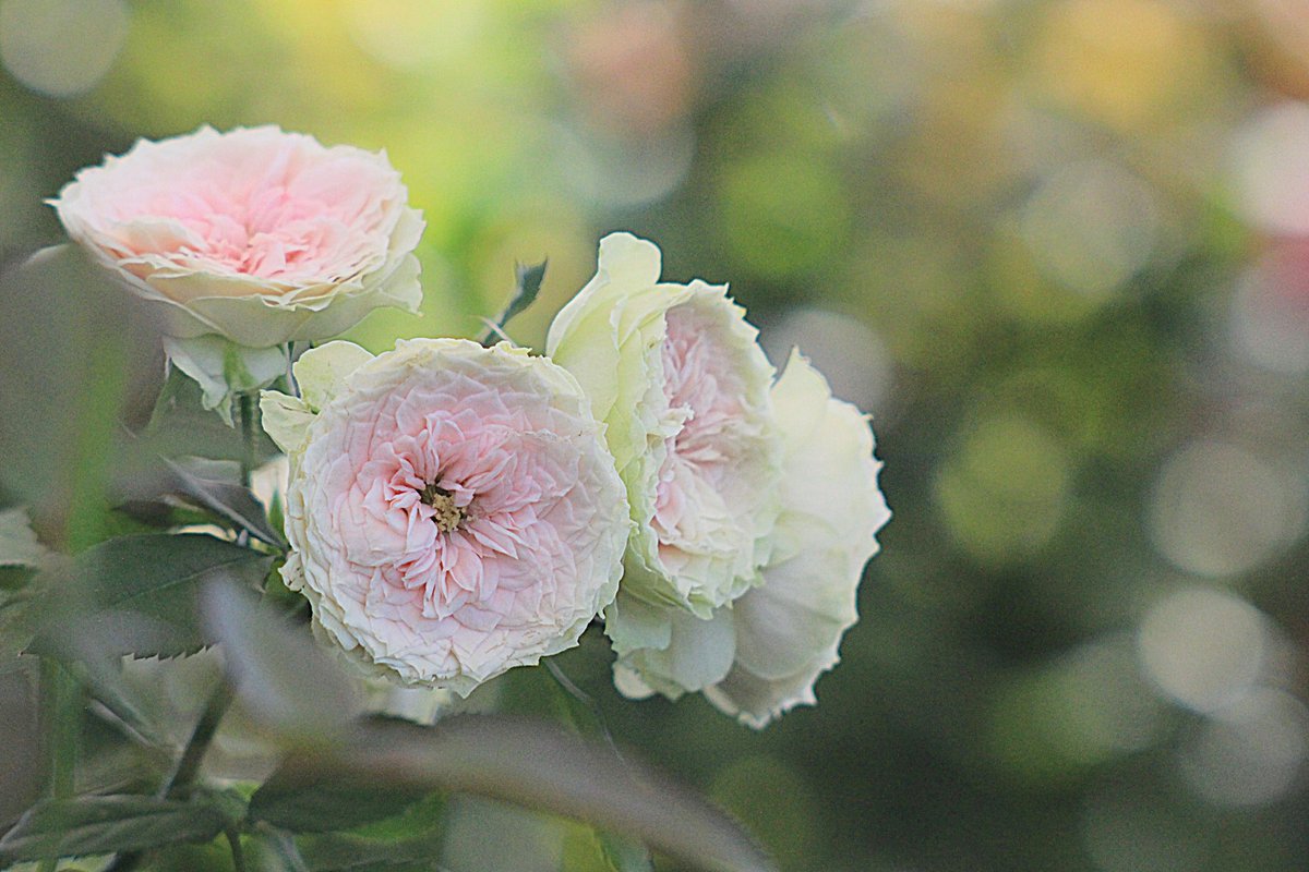 いちご様ご確認用♡可愛いバラメモ(✿^‿^)ガールメモ多め♥♯432 yuki💛 on X