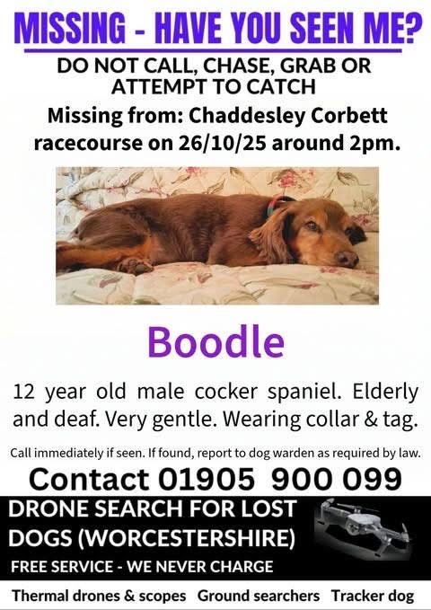 rosieDoc2's tweet image. #StolenDogHour 
MISSING ELDERLY #SPANIEL FROM #ChaddesleyCorbett #Racecourse on Sunday 26th October 25 around 2pm in #Worcestershire
@ChaddesleyRaces @chaddscricket @Chaddsrugby @alid2912 @qu1ncey @02031961pat @juliagarland73 @LisaLisaw1 @BitofDecorum