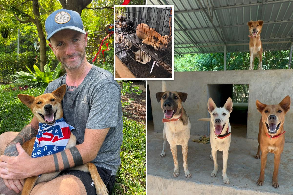 I nearly died of alcoholism — but I found purpose in life rescuing street dogs trib.al/KBzN5ac
