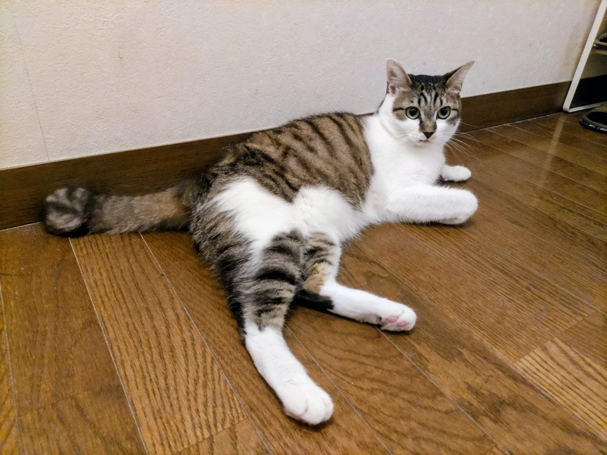 鐵猫 (@d8E9tjOLv3T8mfp) / Posts / X