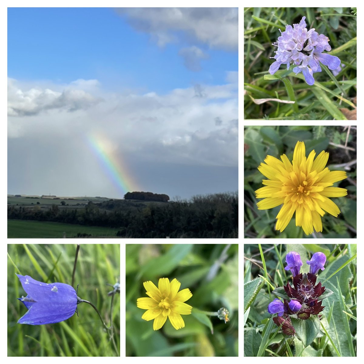 clothofnature's tweet image. The clocks have gone back, and the days are drawing in — but a rainbow shimmered over Martin Down today, and beneath it, harebells, hawkbits, self-heal and scabious still shone. A quiet arc of promise above, and wildflowers still luminous below.
#WildflowerHour #Autumn #Rainbows