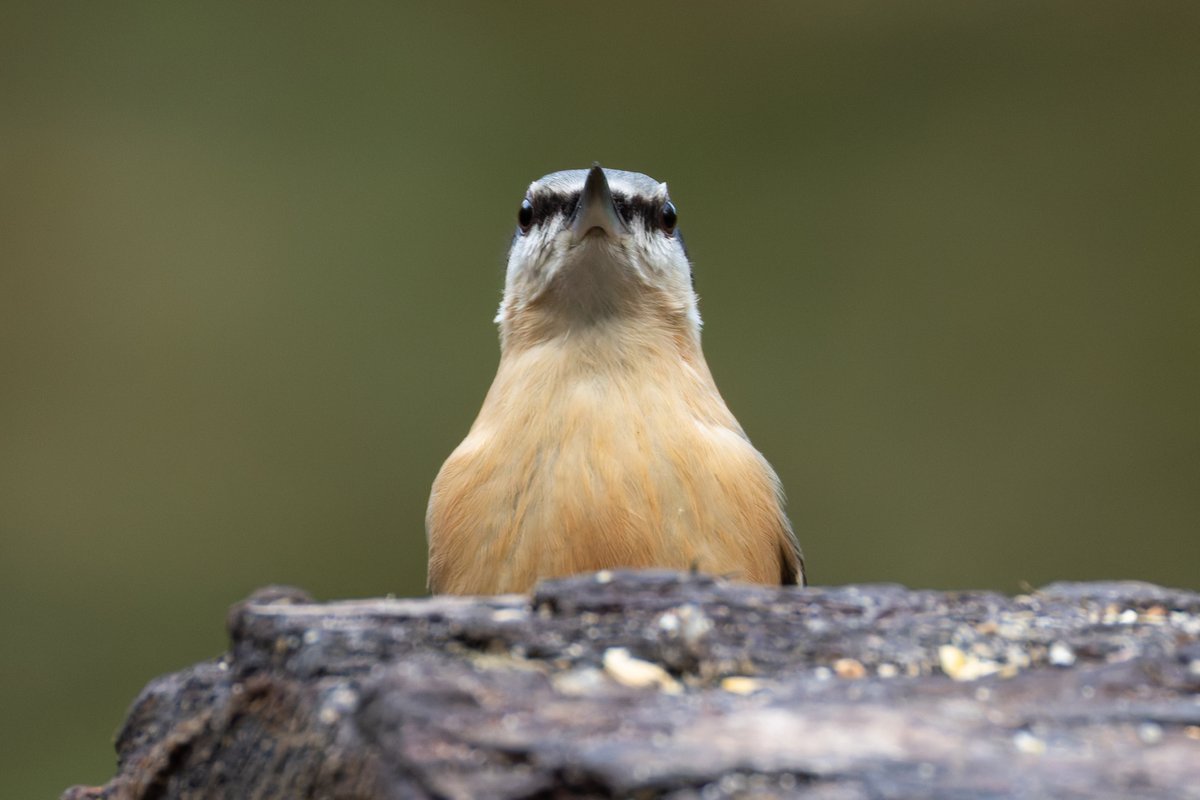 A nice supporting cast with the Willow tit at Pennington Flash with a fair few common garden birds, these characterful nuthatches were the stars for me.