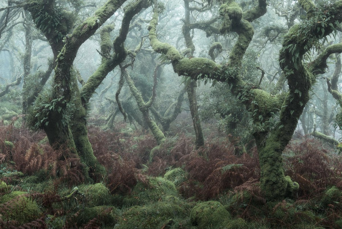 Neil Burnell tweet media