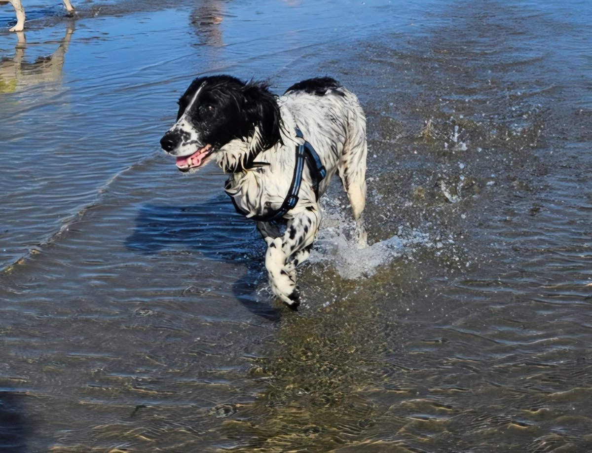 rosieDoc2's tweet image. #SpanielHour 
It’s now been 6days since SALLY ran off WHEN spooked by fireworks 🧨 
black & white #springer #spaniel. She ran from #Bree #Castleblayney 
we have been running the roads since, searching. 
Shes very shy and timid.
☎️ 0852559287 or Castleblayney Garda station if seen