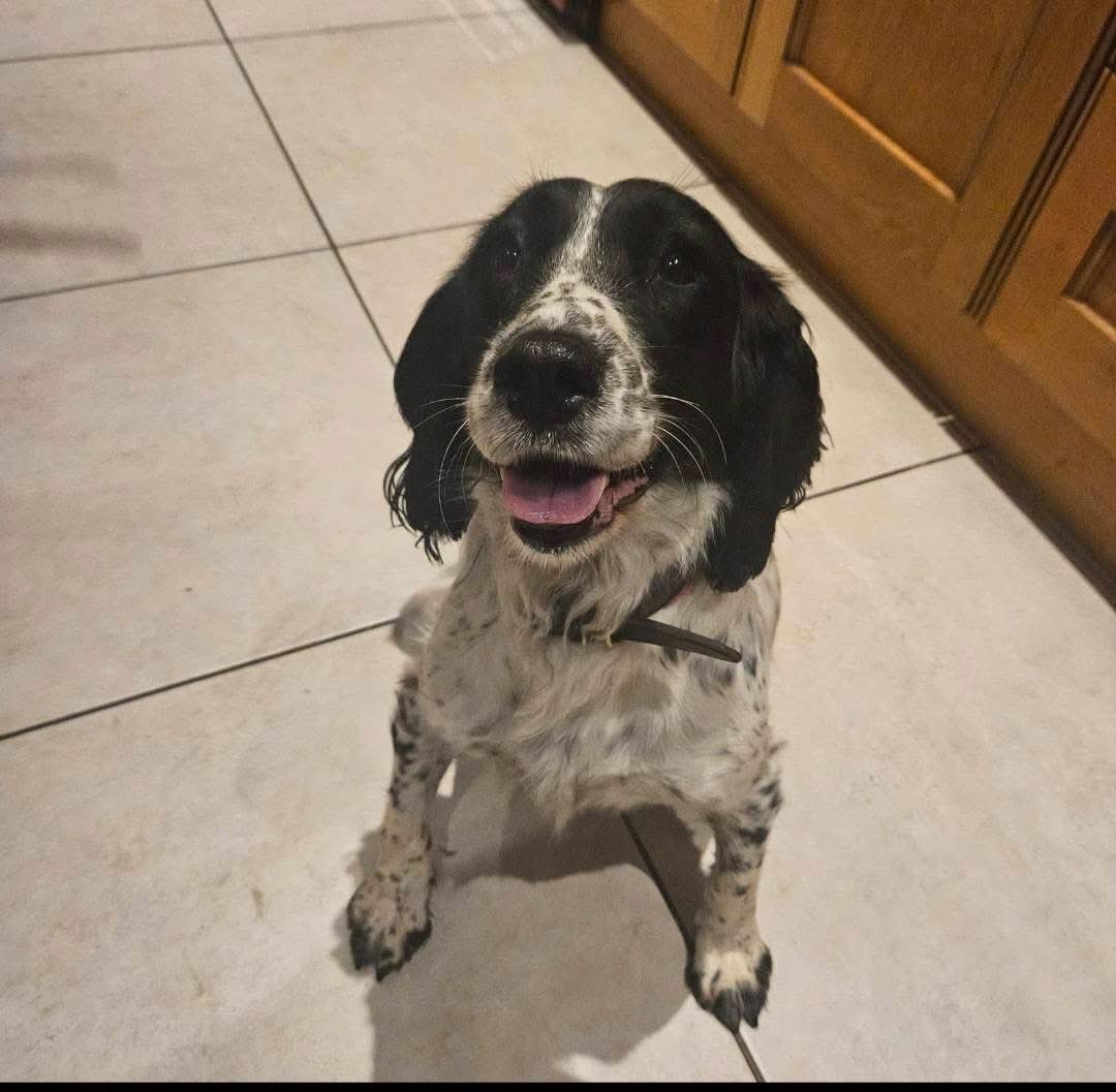 rosieDoc2's tweet image. #SpanielHour 
It’s now been 6days since SALLY ran off WHEN spooked by fireworks 🧨 
black & white #springer #spaniel. She ran from #Bree #Castleblayney 
we have been running the roads since, searching. 
Shes very shy and timid.
☎️ 0852559287 or Castleblayney Garda station if seen