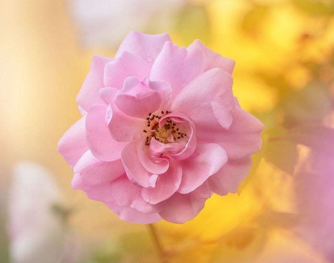 حاملة المسك tweet media