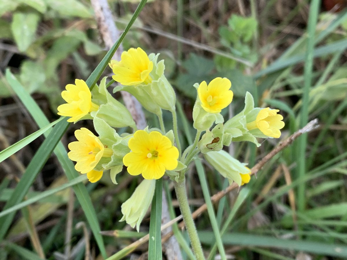 A confused Cowslip on an otherwise very autumnal day <a href="/YWTPottericCarr/">Yorkshire Wildlife Trust - Potteric Carr</a> <a href="/YorksWildlife/">Yorkshire Wildlife Trust - follow us on Bluesky 🦋</a> #wildflowerhour <a href="/wildflower_hour/">wildflowerhour</a> <a href="/BSBIbotany/">BSBI: Botanical Society of Britain & Ireland</a>