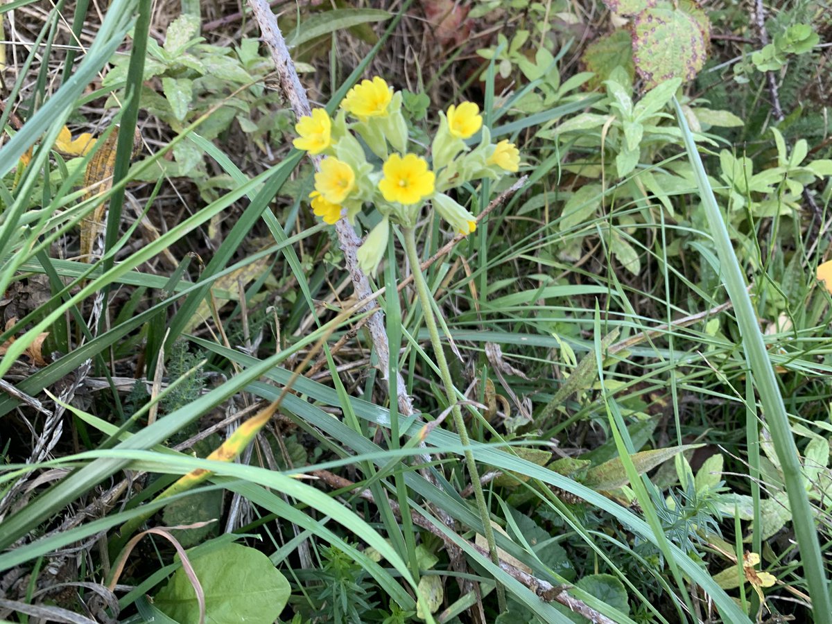 JnnyHarris's tweet photo. A confused Cowslip on an otherwise very autumnal day @YWTPottericCarr @YorksWildlife #wildflowerhour @wildflower_hour @BSBIbotany https://t.co/02myR7ug6m
