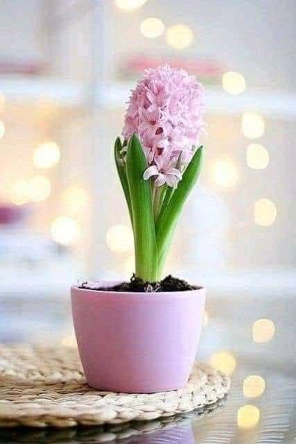 حاملة المسك tweet media