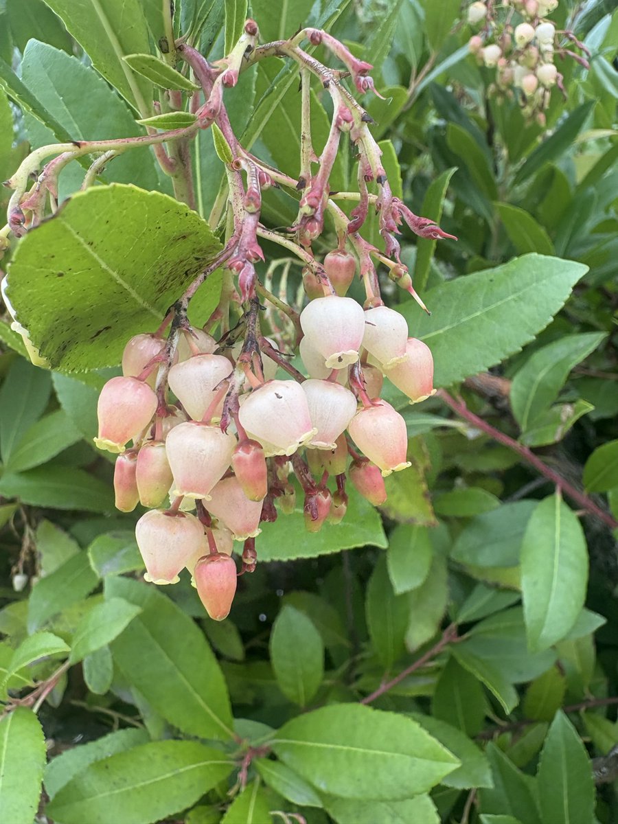 Michsteer's tweet photo. These are the flowers of the arbutus!
Like little lanterns! They are now blooming in the trees while the previous year's fruit are ripening.
#arbutus #sunday https://t.co/R4vwmtIWkQ